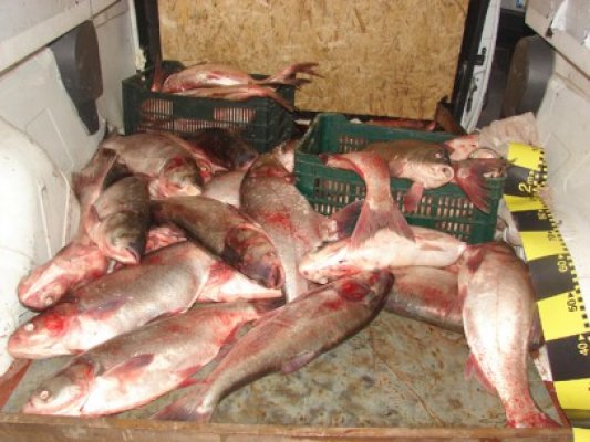 RAZII în pieţe şi zeci de TIR-uri oprite pe Autostrada Soarelui: Poliţiştii au CONFISCAT 7 tone de peşte!